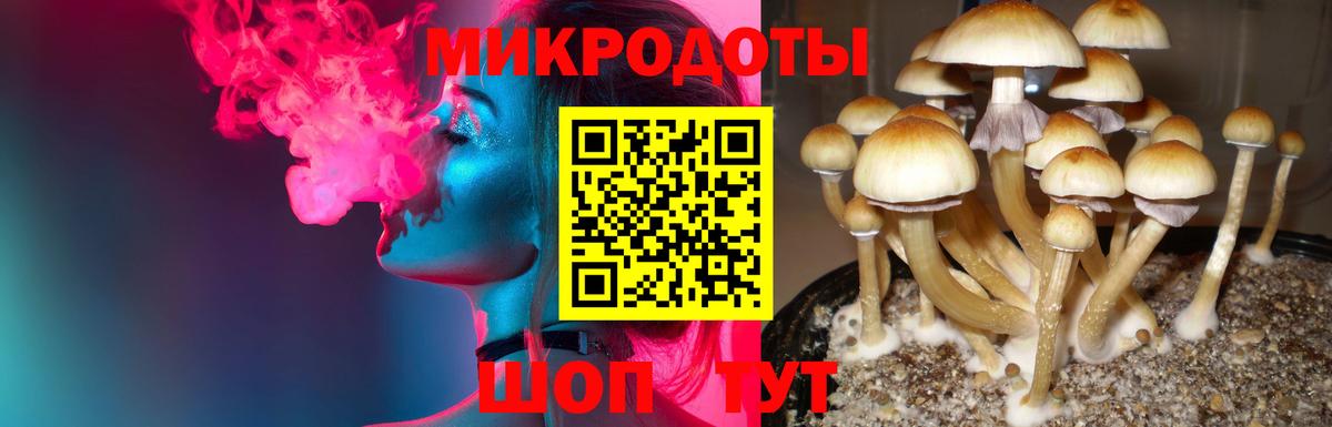Галлюциногенные грибы Psilocybe Губкинский